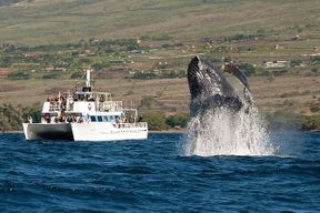 Croisière d'observation des baleines à Maui