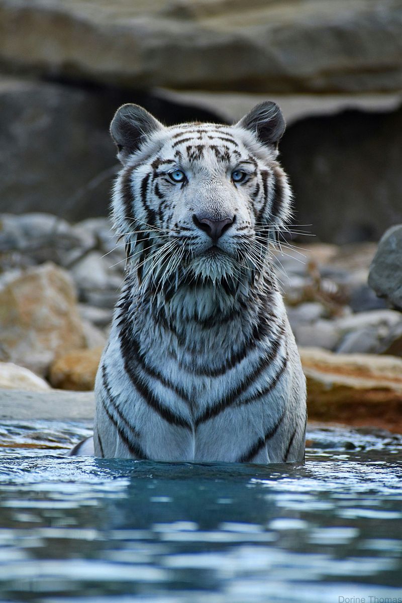 Billet Billets pour le parc animalier de La Barben