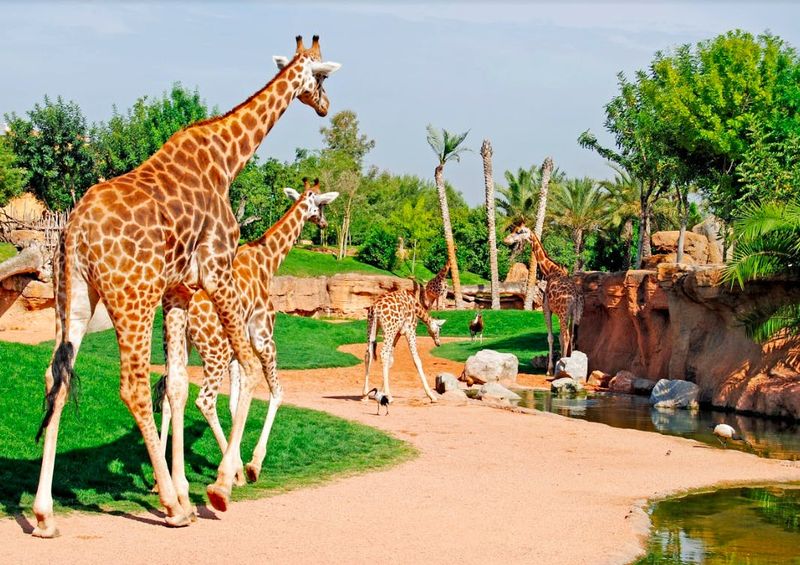 Billets pour le Bioparc Valencia