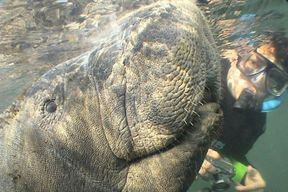 Nage avec les lamantins et plongée en apnée en bateau depuis Orlando