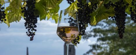 Visite privée des vins d'Etyek et dîner croisière en soirée sur le Danube