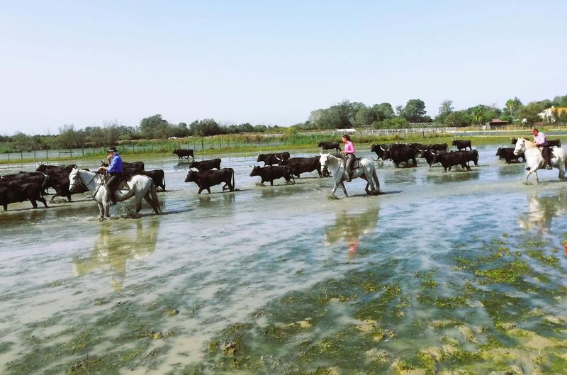 Excursion d'une demi-journée en minibus aux Sables de Camargue avec balade à cheval