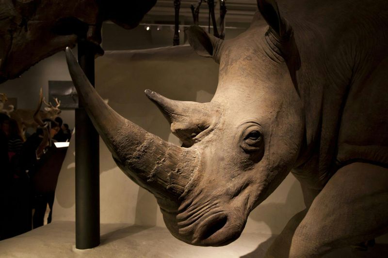 Visite audioguidée intégrée au Musée national d'Écosse