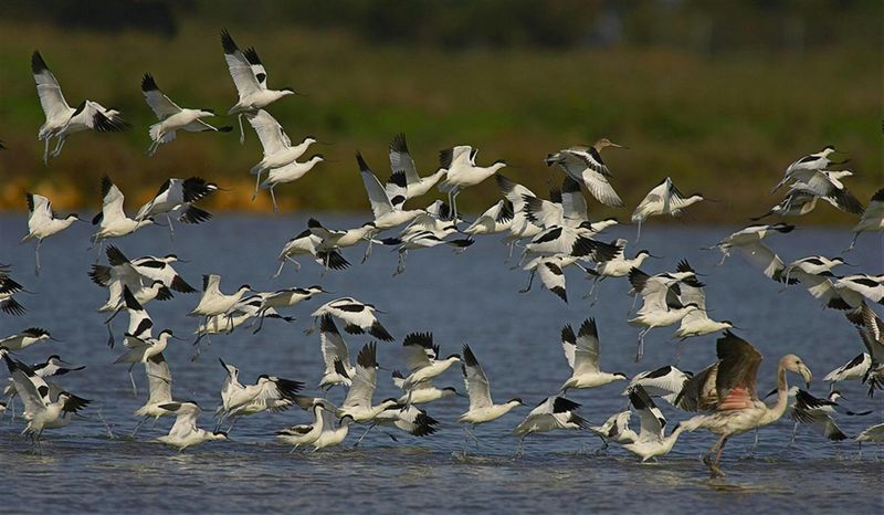 Visite du parc national de Doñana, d'El Rocío et de Matalascañas au départ de Séville