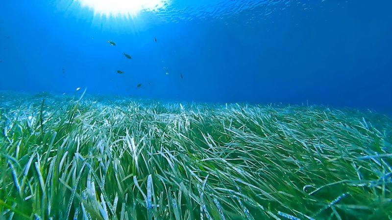 Plongée guidée avec tuba pour découvrir les herbiers de posidonies