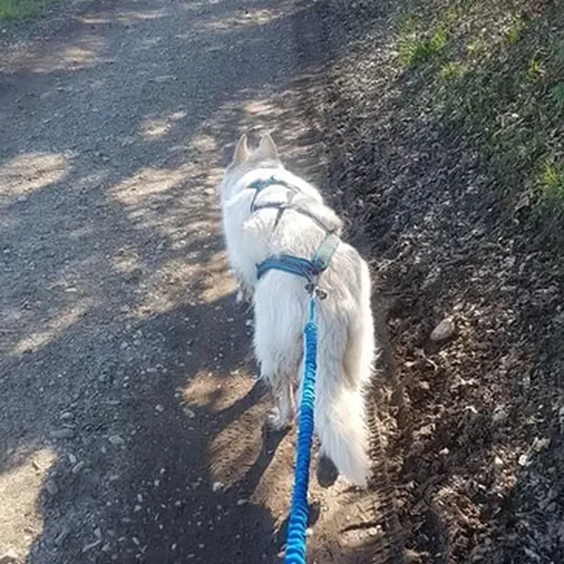 Balade en Cani-Rando près d'Evian-les-Bains