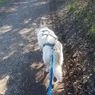 Balade en Cani-Rando près d'Evian-les-Bains