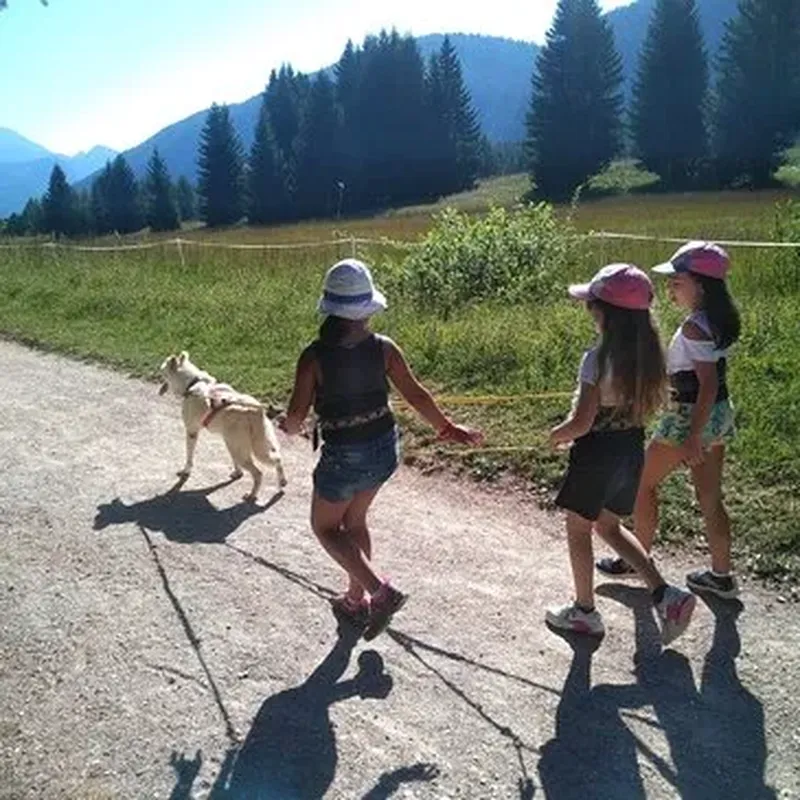 Balade en Cani-Rando près d'Annecy