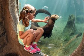 Zoo Miami : Billet coupe-file