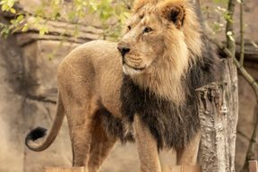 Zoo de Londres : Billet d'entrée