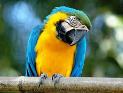 Bioparco - Zoo de Rome : Billet ouvert