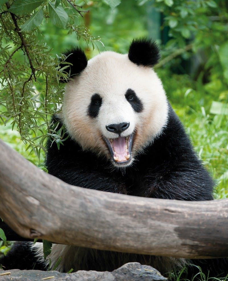 Zoo de Schönbrunn : Billet d'entrée 