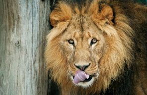 Zoo de Schönbrunn : Billet d'entrée 