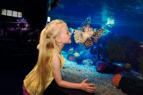 SEA LIFE Scheveningen : Billet d'entrée