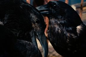 Musée Saga: Billet d'entrée