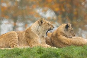 Zoo de Whipsnade ZSL : Billet d'entrée