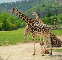 Zoo de Prague & croisière sur la Vltava pour le zoo