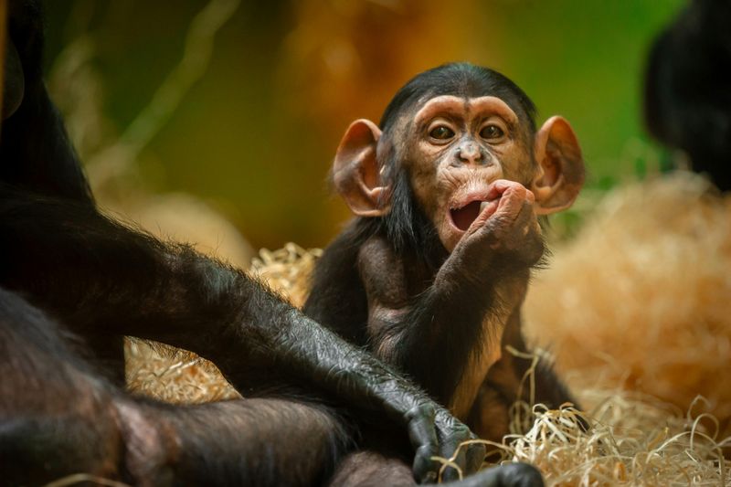 Zoo d'Anvers : Billet d'entrée