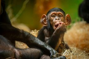 ZOO Antwerpen : Billet d'entrée