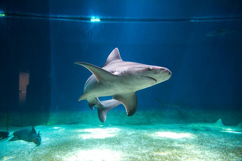 Sea Pass : Aquarium de Gênes et entrée au musée de Galata + visite du port en bateau