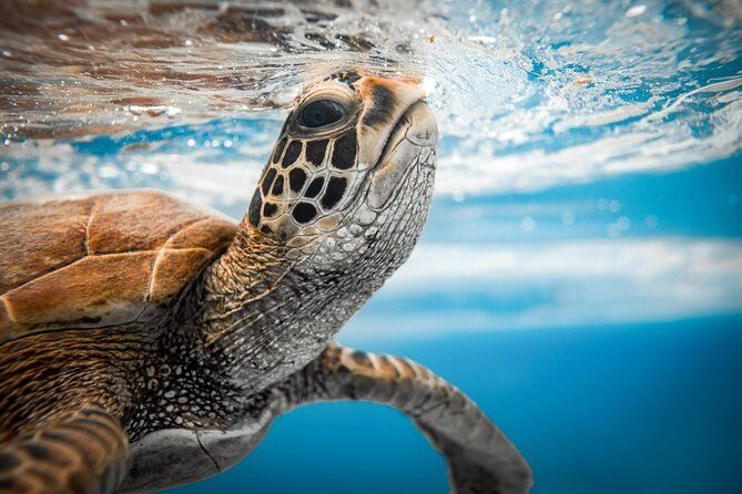 Billet Nager avec les tortues Rarotonga