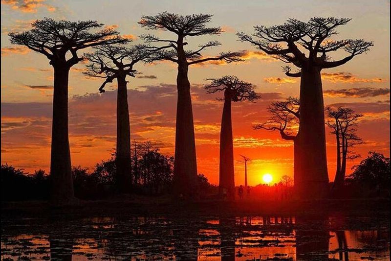 Billet Visite privée de 7 jours Baobab Safari