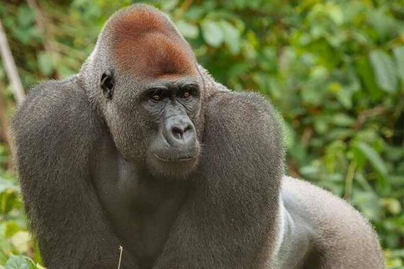 Billet Visite du site d'Ebogo et du parc de la Méfou depuis Yaoundé