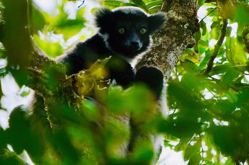 Billet Visite de deux jours au parc national d'Andasibe