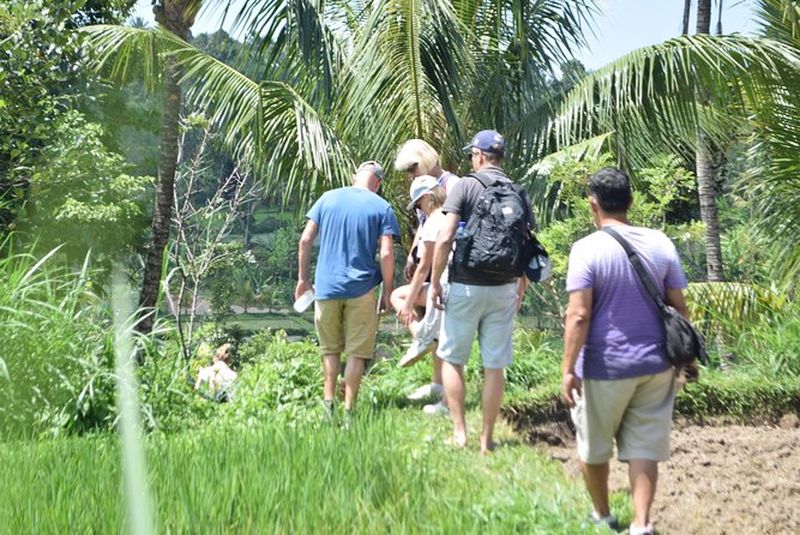 Billet Visite à pied de Tetebatu - Rizières en terrasses, cascade et forêt des singes