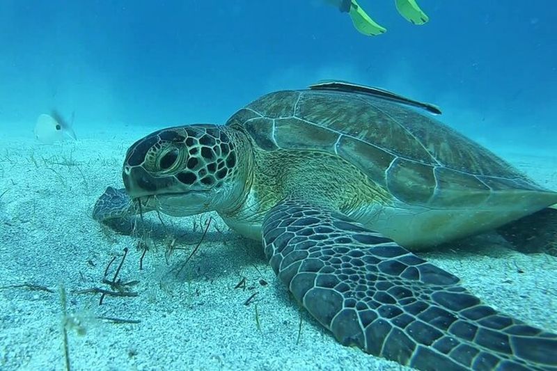 Billet Découvrez la plongée sous-marine avec Pissouri Bay Divers