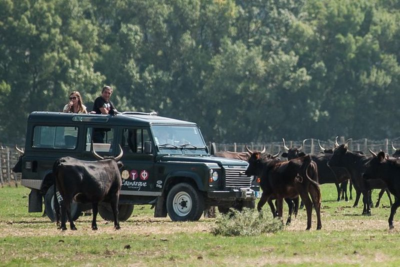 Billet 3 heures de safari en Camargue en 4x4 depuis Le Grau-du-Roi