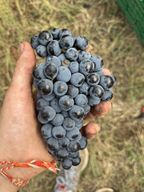 Atelier - Découvrez le travail de la vigne et déjeunez