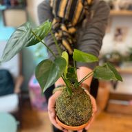 Atelier - Créez vos kokedamas en groupe