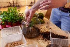 Atelier - Créez et composez votre terrarium