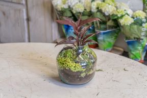 Atelier - Composez votre propre terrarium