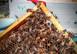 Atelier - Découvrez l'apiculture