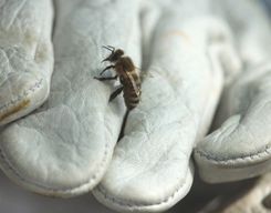Atelier - Découvrez l'apiculture