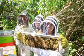 Atelier - Initiez-vous à l'apiculture