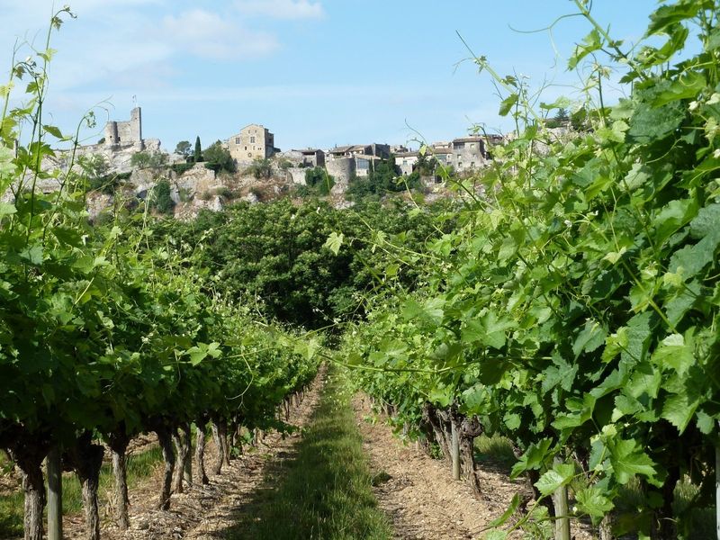 Visitez un caveau du domaine et dégustez ses vins